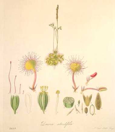 Drosera rotundifolia image