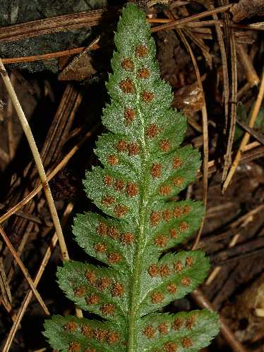 Dryopteris cristata image