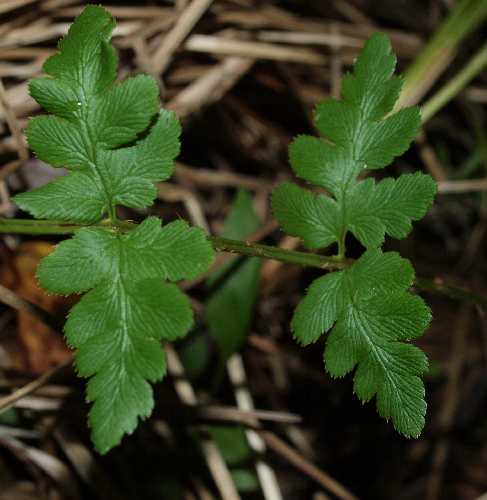 Dryopteris cristata image