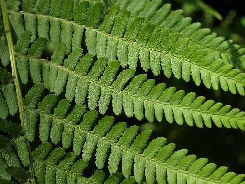 Dryopteris filix-mas image