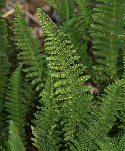 Dryopteris fragrans image
