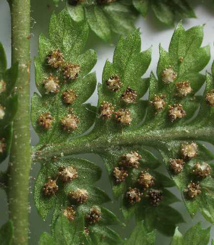 Dryopteris intermedia image