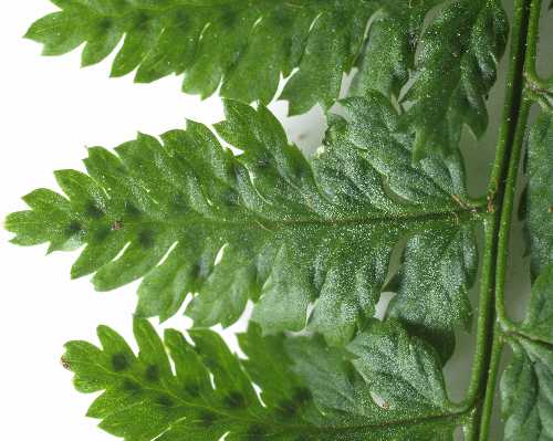 Dryopteris intermedia image