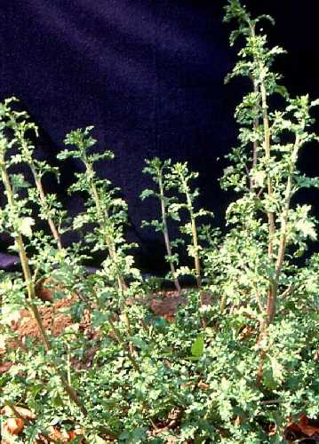 Dysphania ambrosioides image