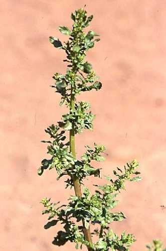 Dysphania ambrosioides image
