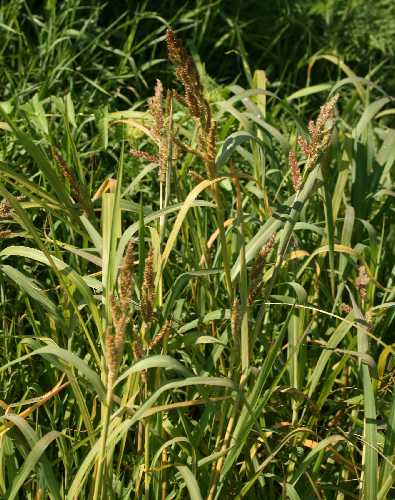 Echinochloa crus-galli image