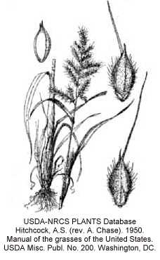 Echinochloa crus-galli image
