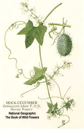 Echinocystis lobata image