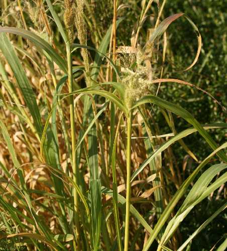 Echinochloa muricata image