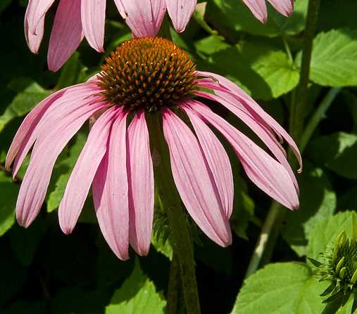 Echinacea image