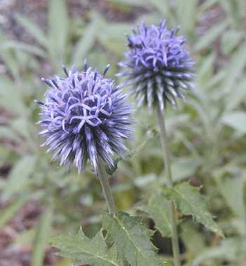 Echinops sphaerocephalus image
