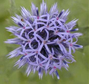 Echinops sphaerocephalus image