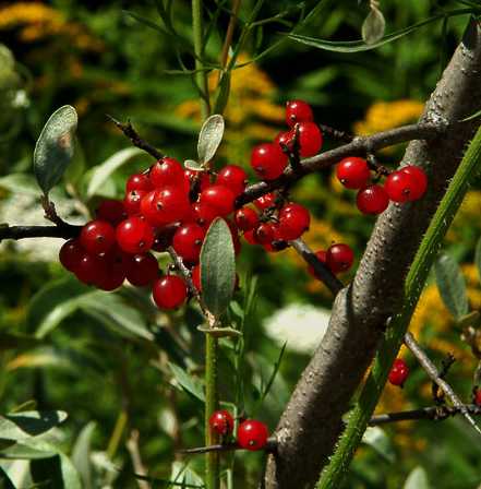 Elaeagnus umbellata image