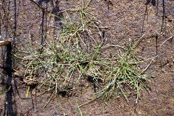 Eleocharis flavescens image