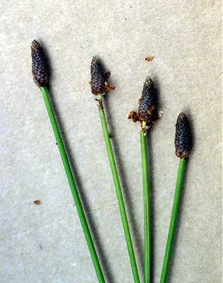 Eleocharis obtusa image