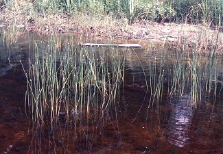 Eleocharis palustris image