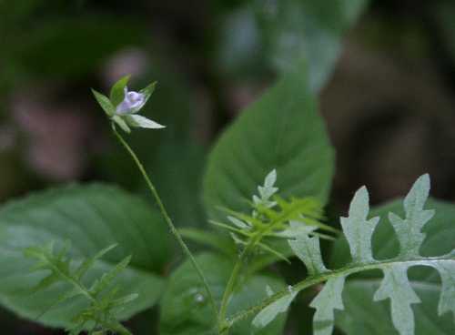 Ellisia nyctelea image
