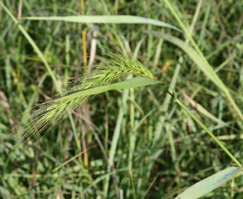 Elymus canadensis image