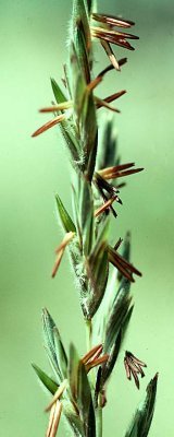 Elymus lanceolatus image