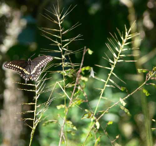 Elymus hystrix image