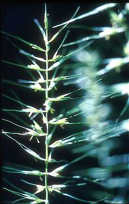 Elymus hystrix image