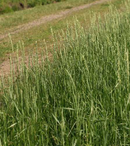 Elymus repens image