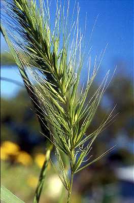 Elymus riparius image