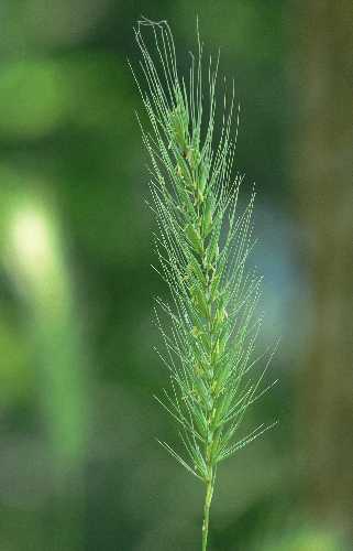 Elymus riparius image