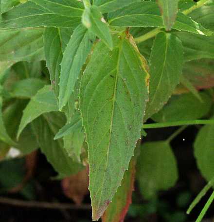 Epilobium ciliatum image