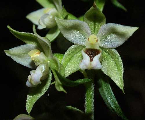 Epipactis helleborine image