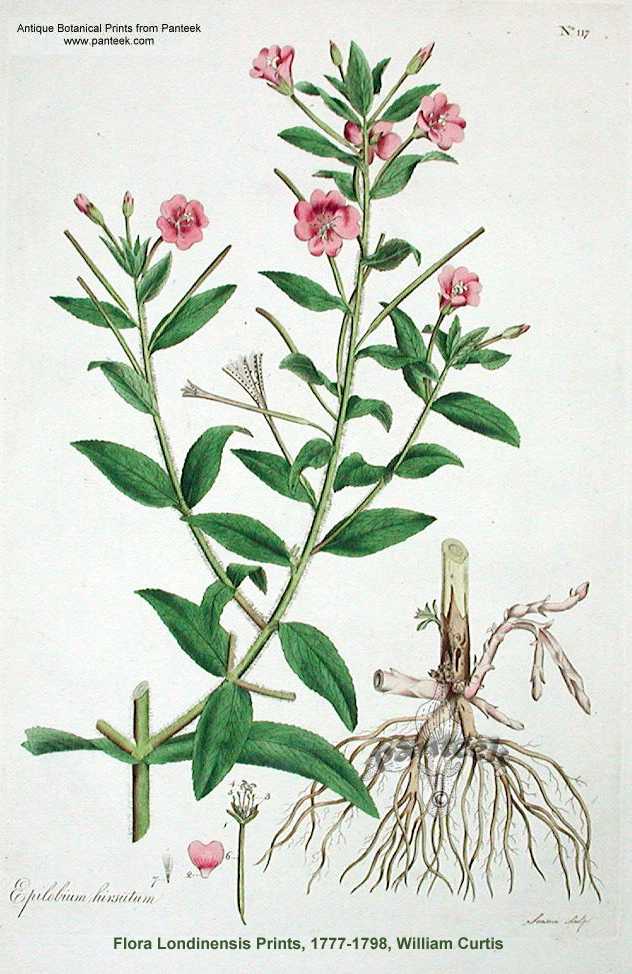 Epilobium hirsutum image