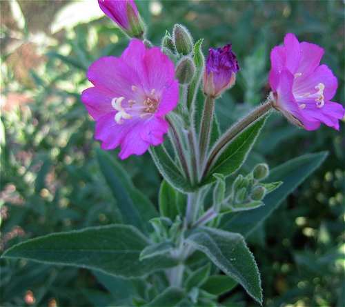 Epilobium image