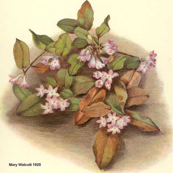 Epigaea repens image