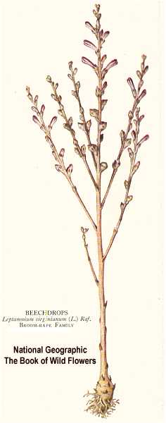 Epifagus virginiana image