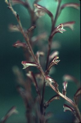 Epifagus virginiana image