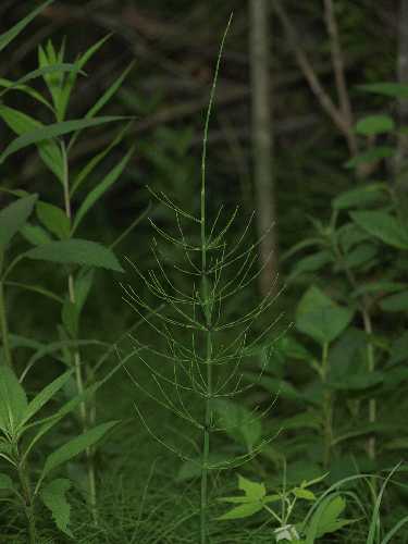 Equisetum fluviatile image