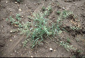 Eragrostis cilianensis image