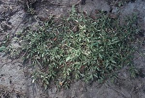 Eragrostis hypnoides image