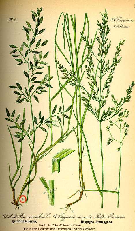 Eragrostis minor image