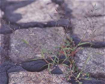 Eragrostis minor image