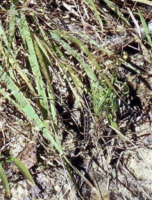 Eragrostis spectabilis image