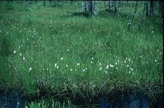 Eriophorum chamissonis image