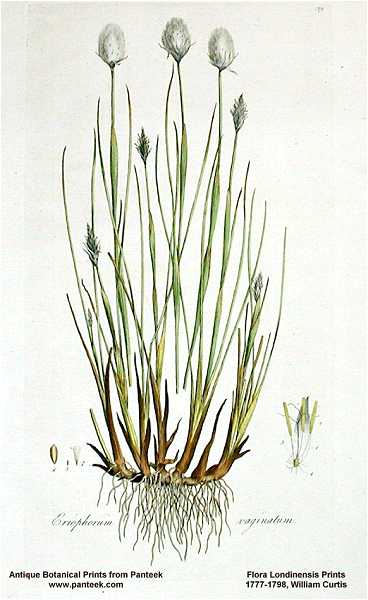 Eriophorum vaginatum image