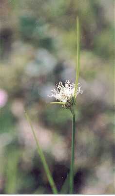 Eriophorum virginicum image