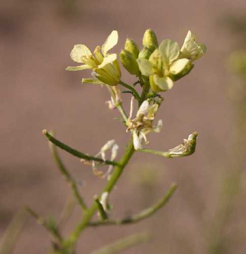 Erucastrum gallicum image