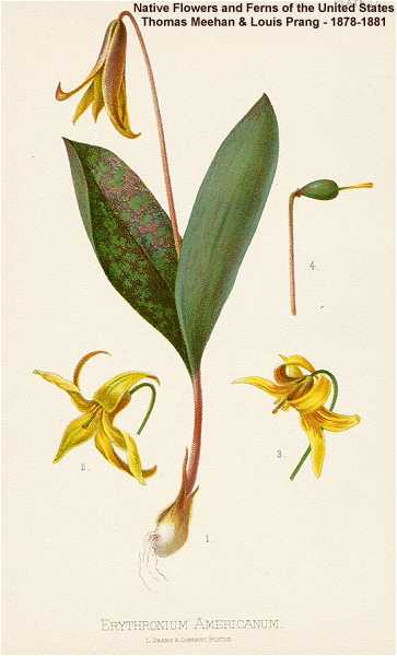 Erythronium americanum image