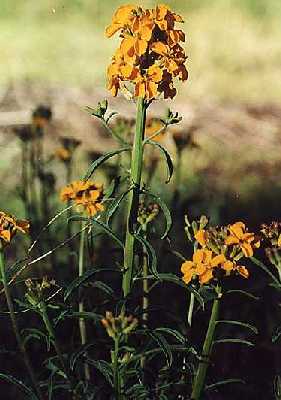 Erysimum image