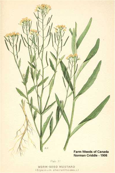 Erysimum cheiranthoides image