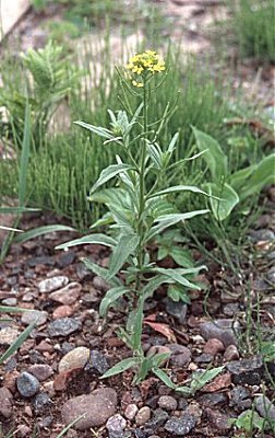 Erysimum cheiranthoides image