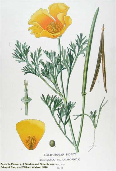 Eschscholzia californica image